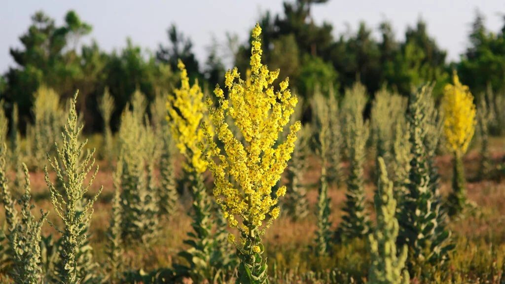 Goldenrod and Mullein Respiratory Salve
