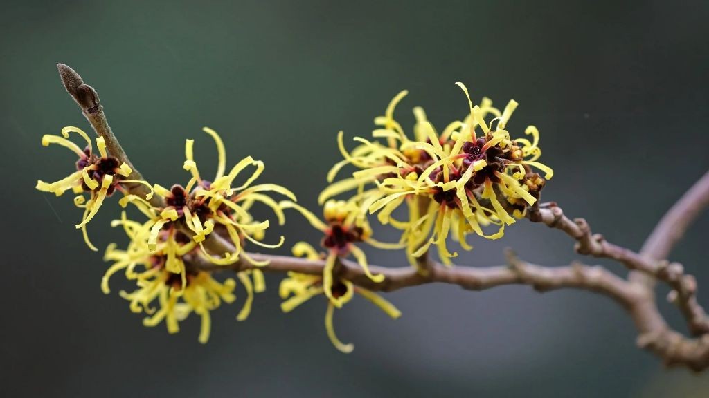 Witch Hazel and Aloe Vera Cooling Salve